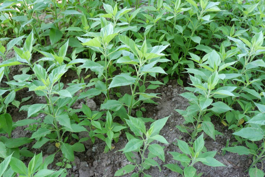 How to Grow Jerusalem Artichokes The Seed Collection